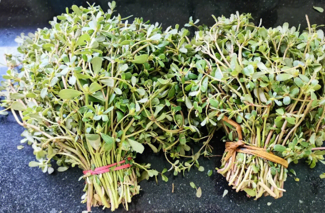 马齿苋图片功效与作用（台湾马齿苋图片功效与作用）