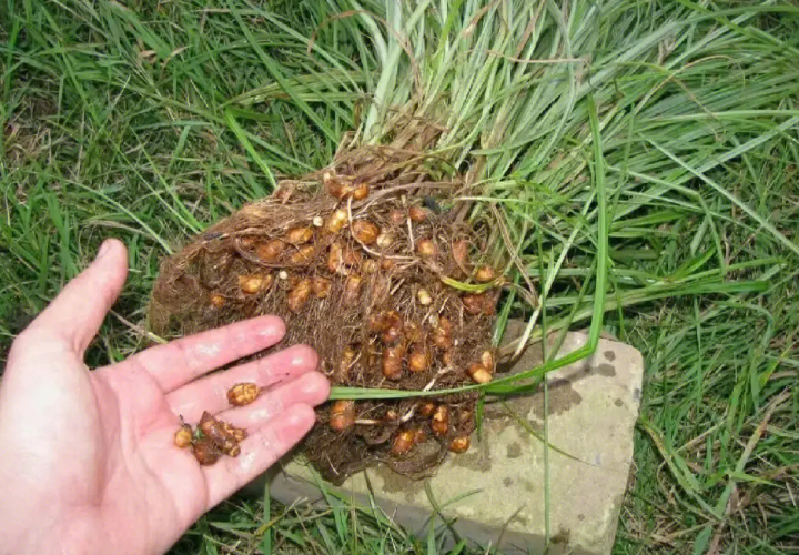 香附子的功效与作用的功能与主治（香附子的功效与作用的功能与主治百度百科）