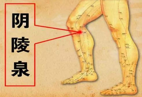 阴陵泉的作用（针刺阴陵泉的作用）