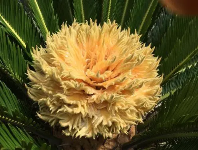 铁树花的作用（客厅最旺三种绿植）