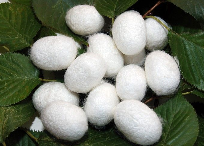 蚕茧的作用（蚕茧的作用与功效）