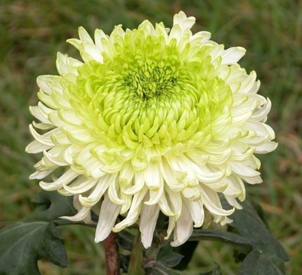 菊花的作用（菊花的作用是什么）