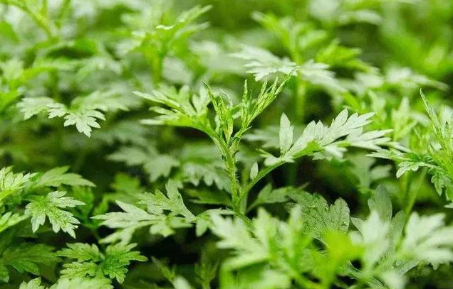 艾草熏房间有什么作用（艾草熏房间有什么作用和功效）