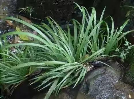 石菖蒲的副作用（石菖蒲的副作用与禁忌症）