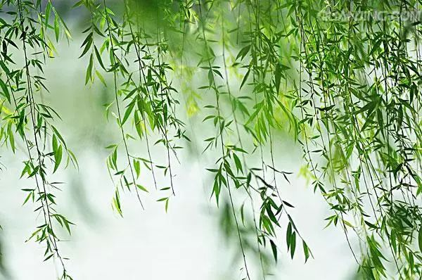 柳叶的功效与作用（柳叶的功效与作用及食用方法、副作用与禁忌）