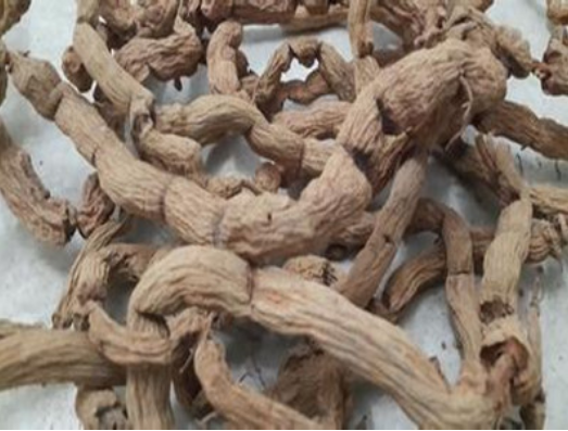 巴戟天的作用与功效（杜仲天麻巴戟天的作用与功效）