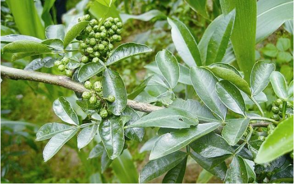 花椒叶有什么用(解析花椒叶的6大功效)