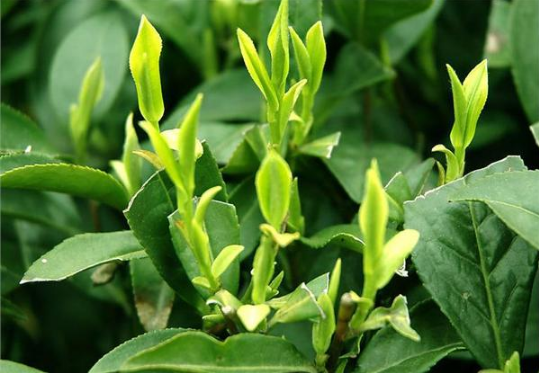 茶叶被列入三类致癌物？为什么茶是三类致癌物