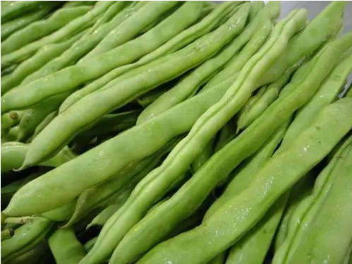 龙牙豆就是四季豆吗（龙牙豆的养生作用是什么）