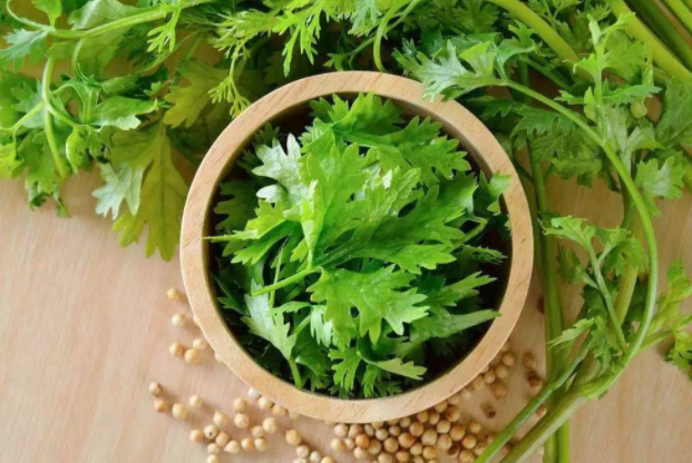 吃香菜会阳萎吗（揭秘香菜会导致阳痿的伪科学）
