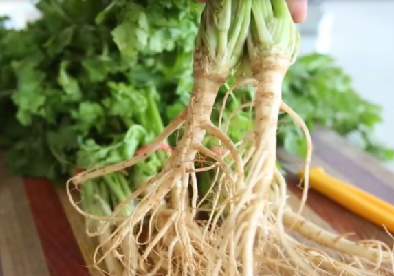 男人吃香菜根壮阳吗（详解男人吃香菜根壮阳吗）