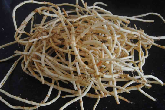 补肾吃什么见效快（鱼腥草治疗肾虚有奇效）