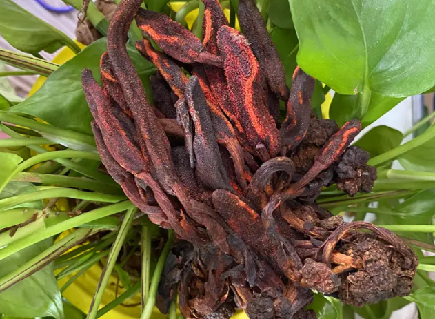 妊花果和顶天柱功效（妊花果和顶天柱的四大作用）