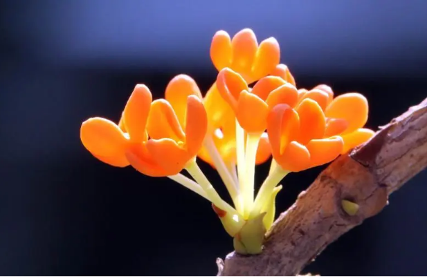 桂花有什么养生作用(桂花的养生功效与作用盘点)