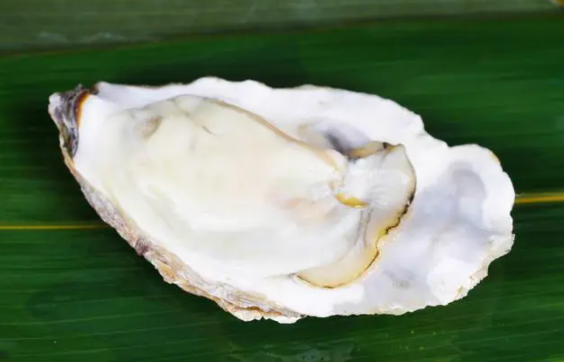 黑松海牡的功效与作用（黑松海牡的三大功效）