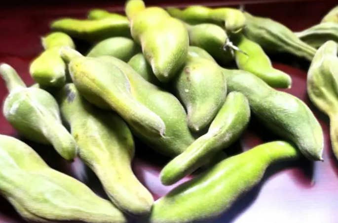 什么是狗爪豆（好好的毛豆为什么会有毒）