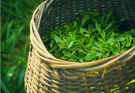 青茶的功效与作用（青茶的禁忌）
