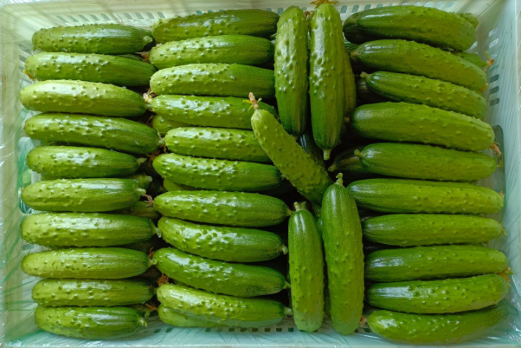 夏季养生吃什么好（盘点这些蔬菜必吃）