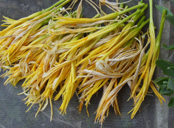 新鲜黄花菜有毒吗（新鲜黄花菜能不能吃）