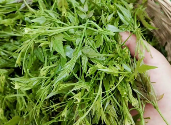 莓茶洗脸有哪些好处与坏处（莓茶洗脸的好处与坏处有哪些）