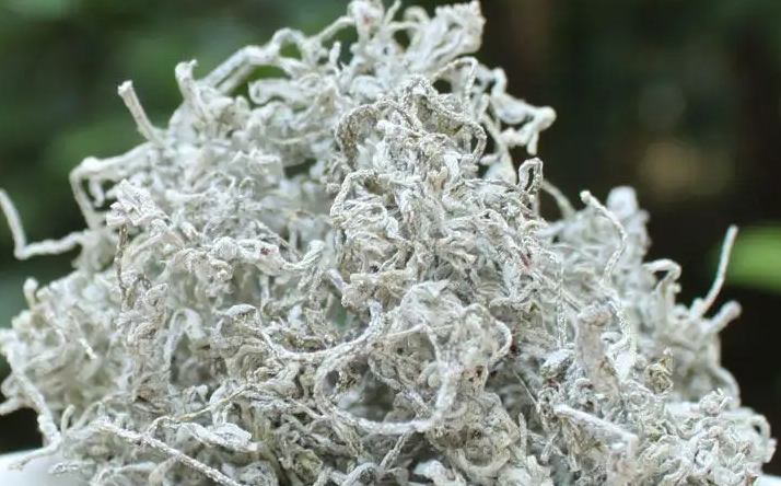 莓茶禁忌有哪些（莓茶禁忌是什么）