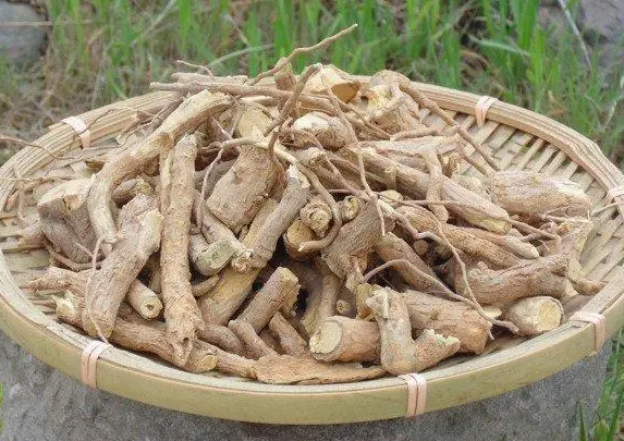枸杞根的功效与作用（枸杞能提高性功能吗）
