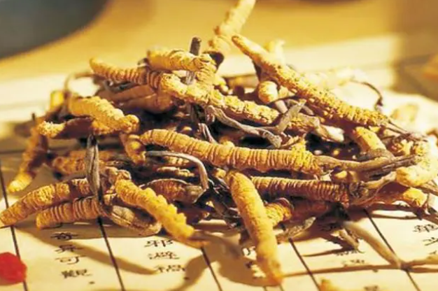 冬虫夏草为什么这么贵（冬虫夏草贵的原因）