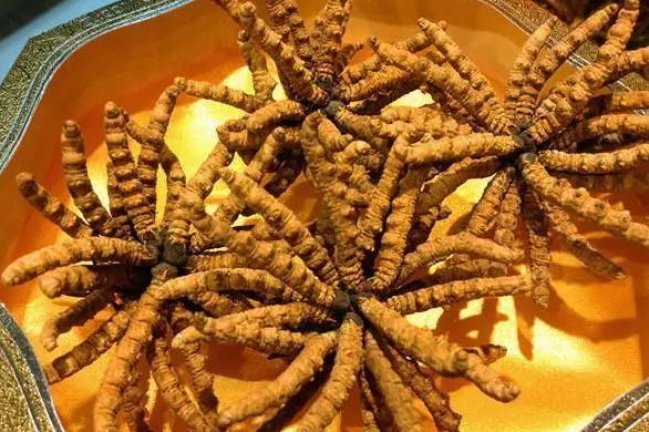 哪些人不适合吃虫草（三类人不能吃冬虫夏草）