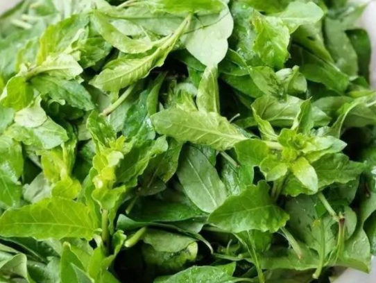 枸杞子菜(枸杞菜简单做法)