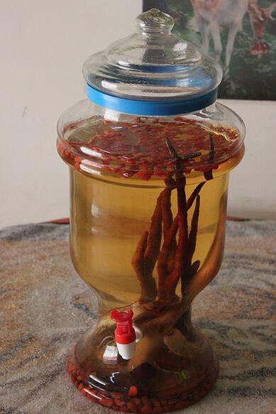 为什么说枸杞鹿茸酒千万别乱喝