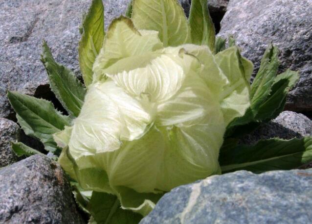 天山雪莲花怎么治疗风湿关节炎