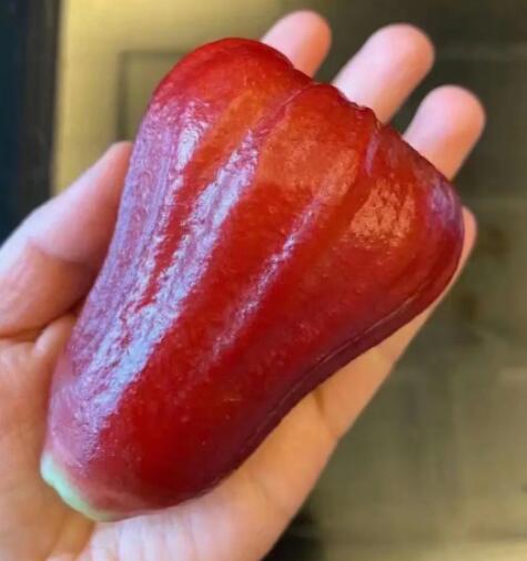 莲雾的功效与作用禁忌 莲雾的营养价值