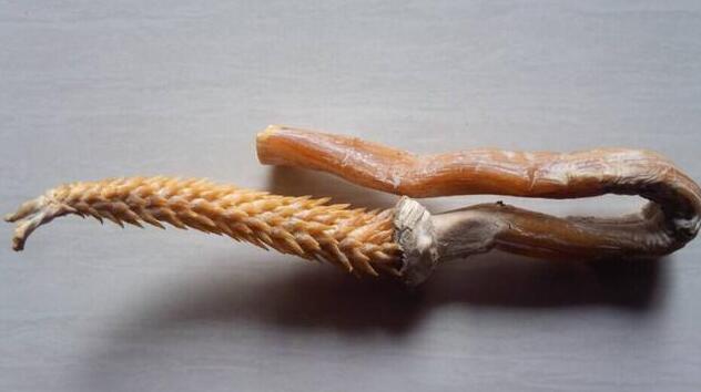 虎鞭如何食用补阳 怎么做着吃才健康