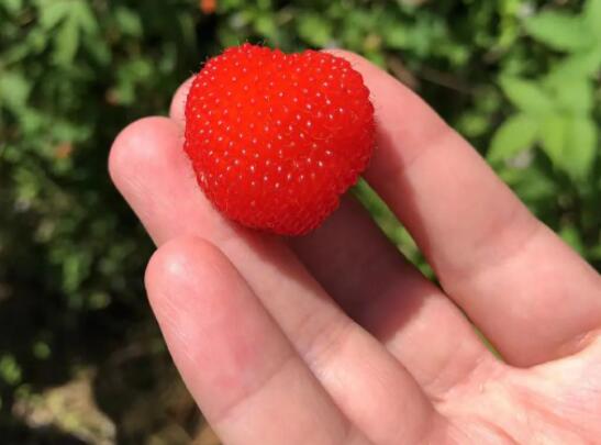 覆盆子对性功能的作用是什么 如何食用覆盆子