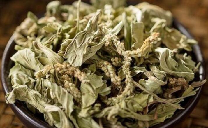 车前草的功效与作用 车前草都治啥病啊