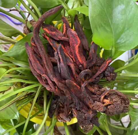 顶天柱和肉苁蓉一起泡茶喝行吗