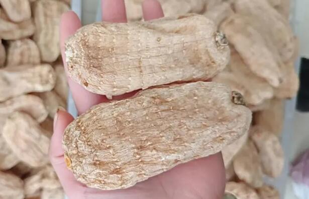 什么是天麻 天麻可以提升阳气吗