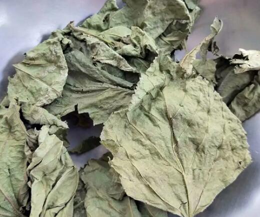 桑叶的功效与作用禁忌 如何食用桑叶