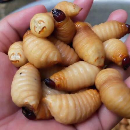 竹虫能延长性生活吗 竹虫的营养价值
