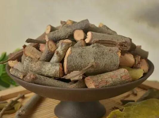 什么是桑寄生 经常用桑寄生泡水喝有害吗
