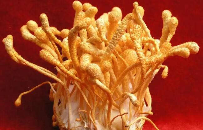 蛹虫草对男性功能的作用机制 蛹虫草能提高男性功能吗