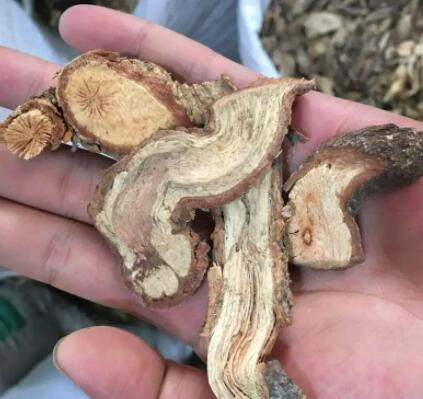 阳藤根的主要功效 阳藤根的真的厉害吗
