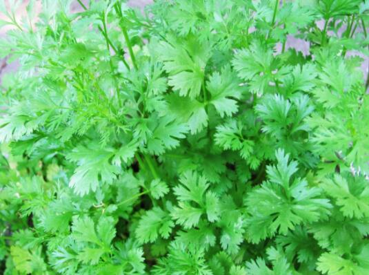 香菜的营养成分 香菜可以补肾或壮阳吗