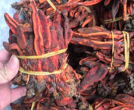 回春草能提高性功能吗 食用回春草的正确方法