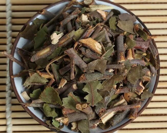 桑寄生的神奇功效及现代用途