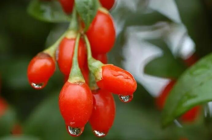 老公吃枸杞下面硬的很？真相揭秘！