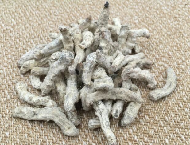 僵蚕的功效与作用，什么人不能吃