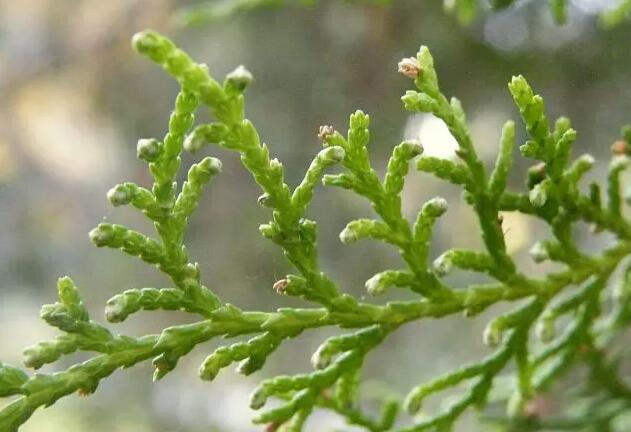 侧柏叶的作用与功效（侧柏叶的民间偏方）