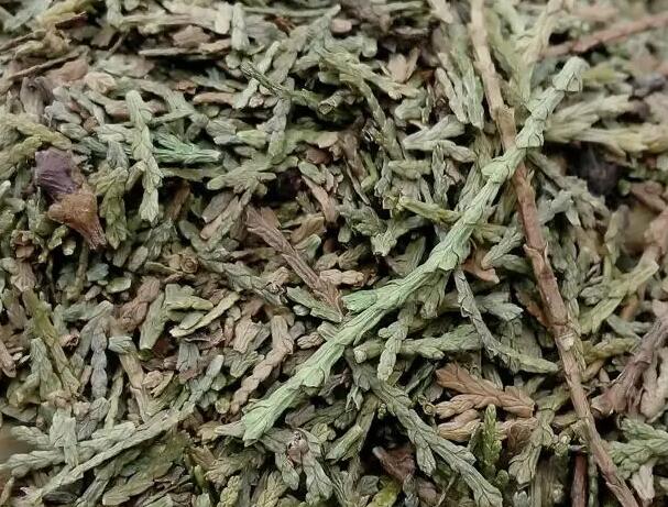 侧柏的作用和用途 侧柏的药用价值