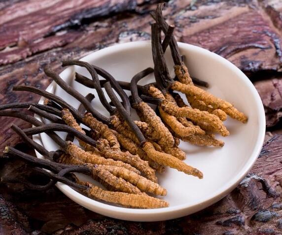 冬虫夏草的作用与功效（女人吃冬虫夏草的作用与功效）